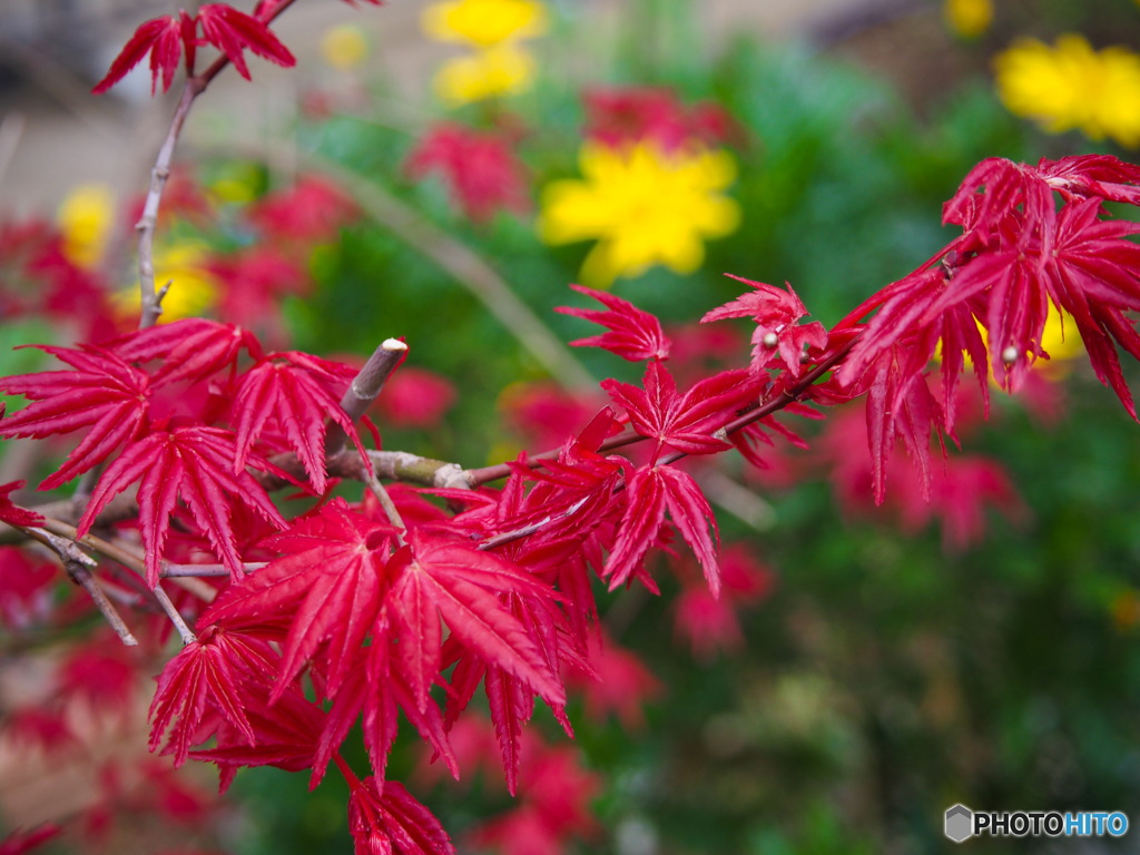 春なのに紅葉(^_-)-☆