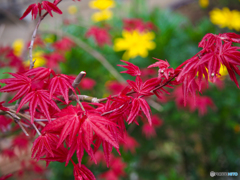 春なのに紅葉(^_-)-☆