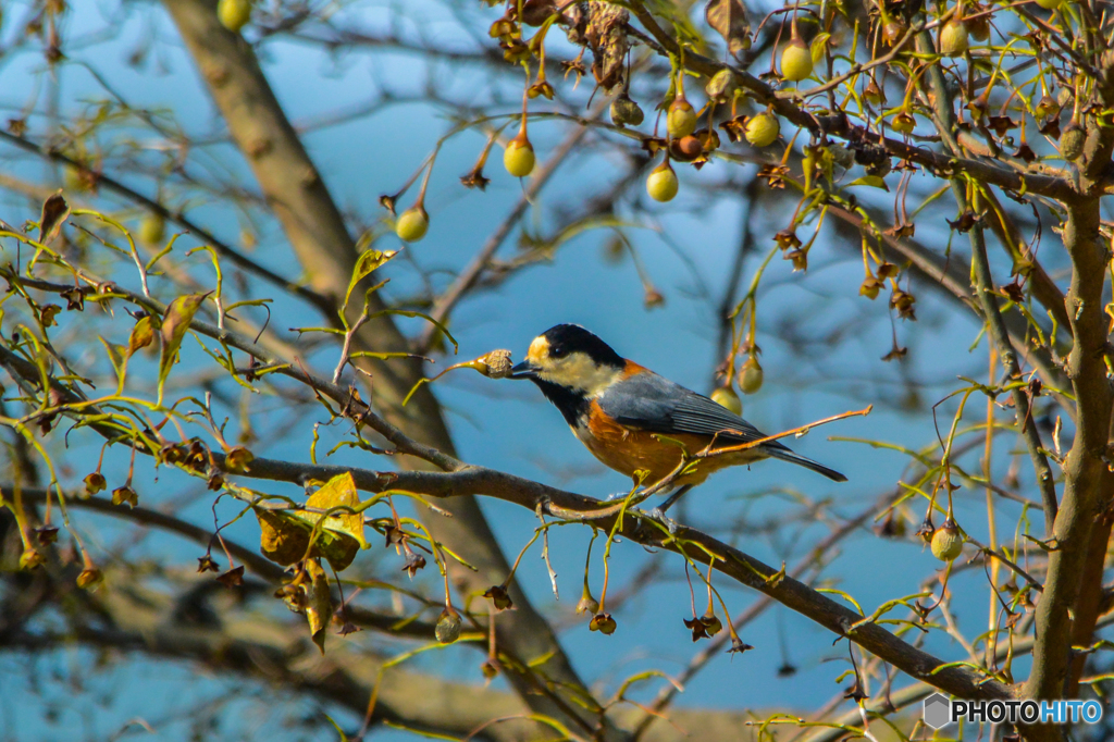 ヤマガラ(^_-)-☆