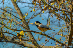 ヤマガラ(^_-)-☆