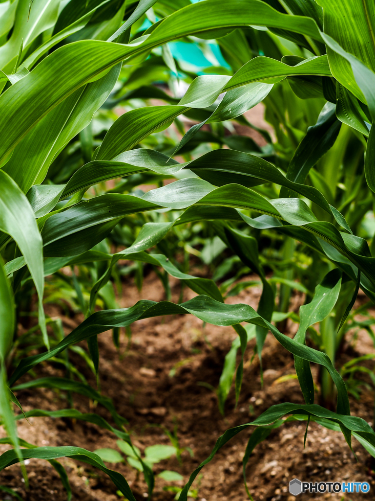 トウモロコシ林(*^^)v