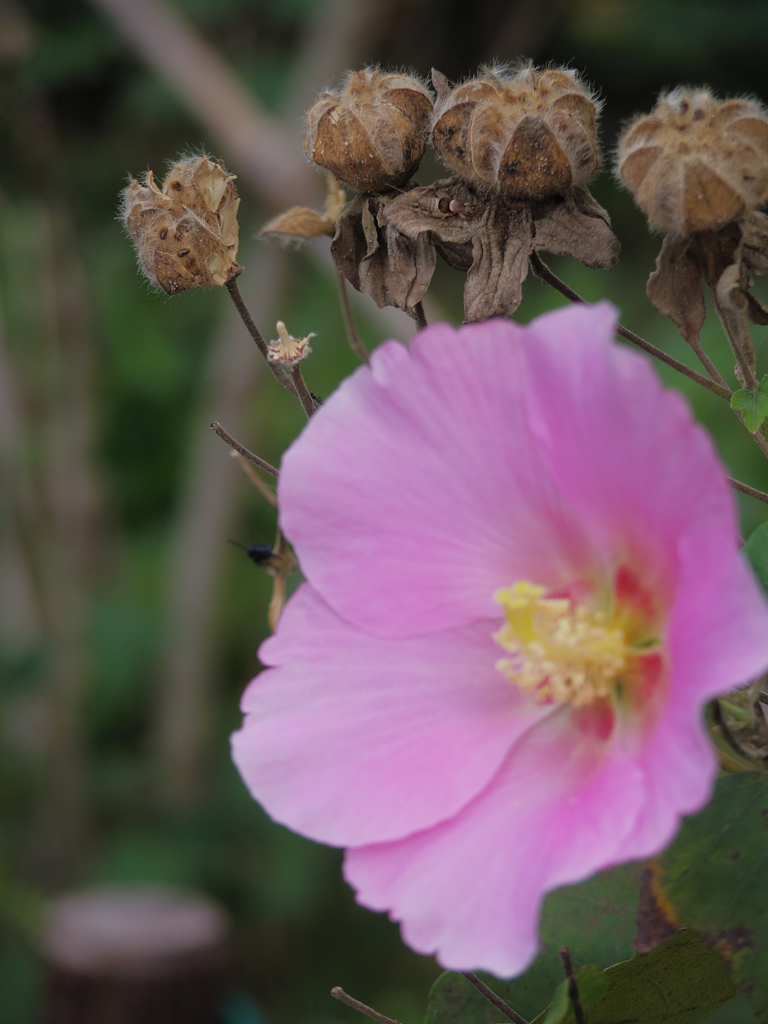 夏の残像・無修正