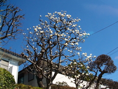 モクレン開花