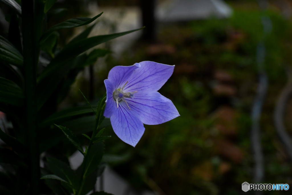 庭の花 キキョウ