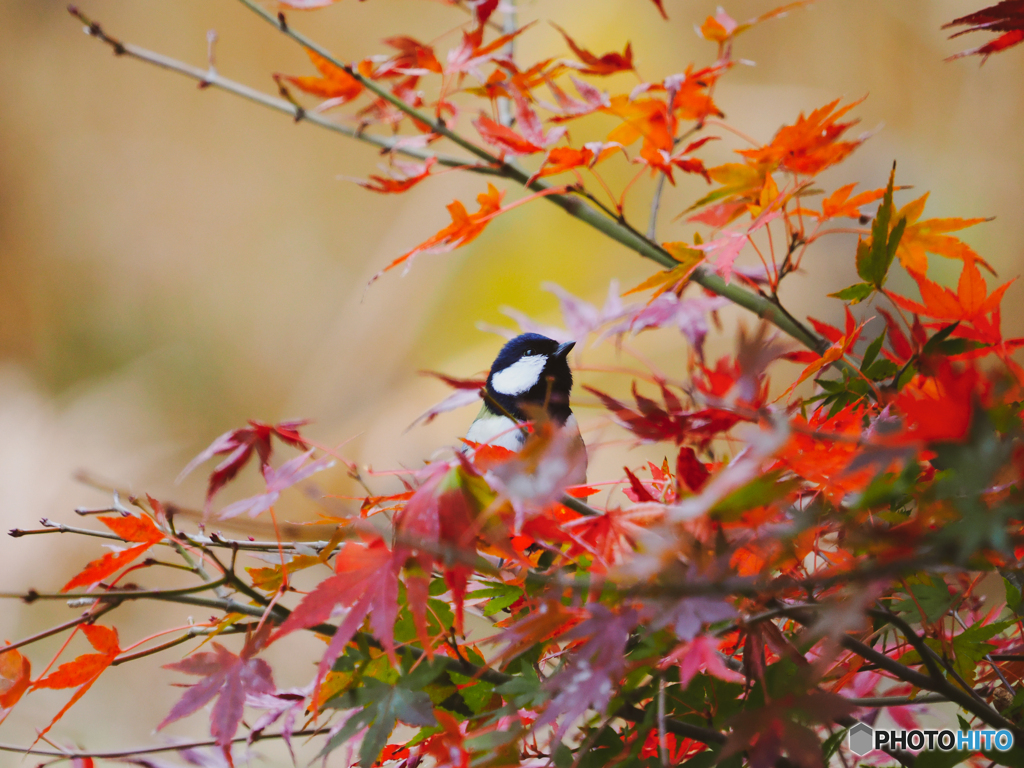 紅葉の中で