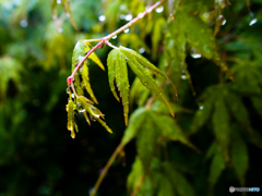 雨に濡れて　その４