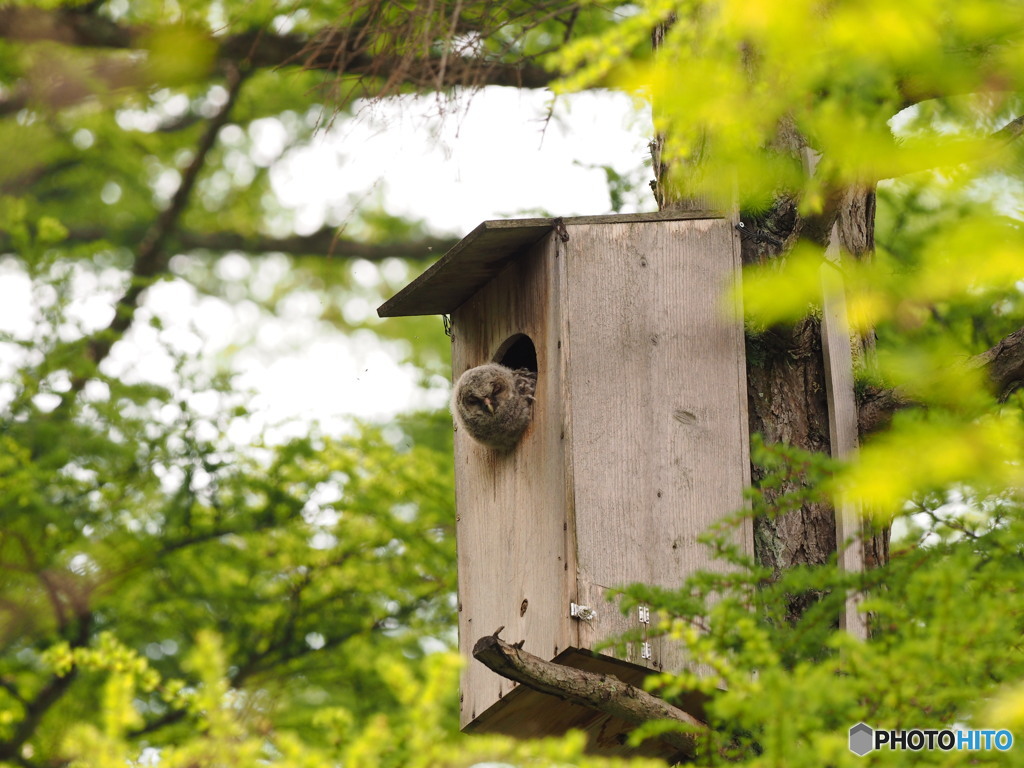 フクロウの巣立ちだそうです(*^^)v