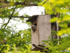 フクロウの巣立ちだそうです(*^^)v
