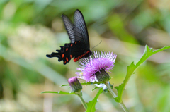 ジャコウアゲハらしいです(^_-)-☆