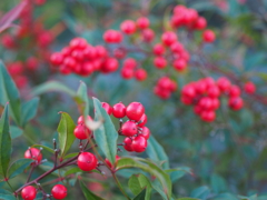 赤い実(^_-)-☆
