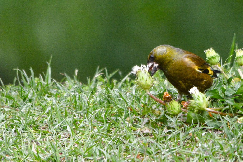 タンポポ　いただきま～す(^^♪