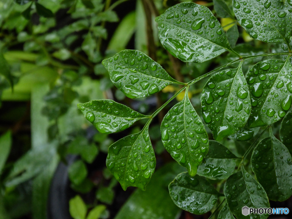 雨に濡れて