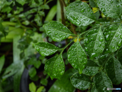 雨に濡れて