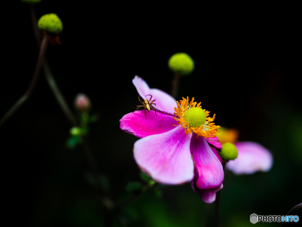 シュウメイギク