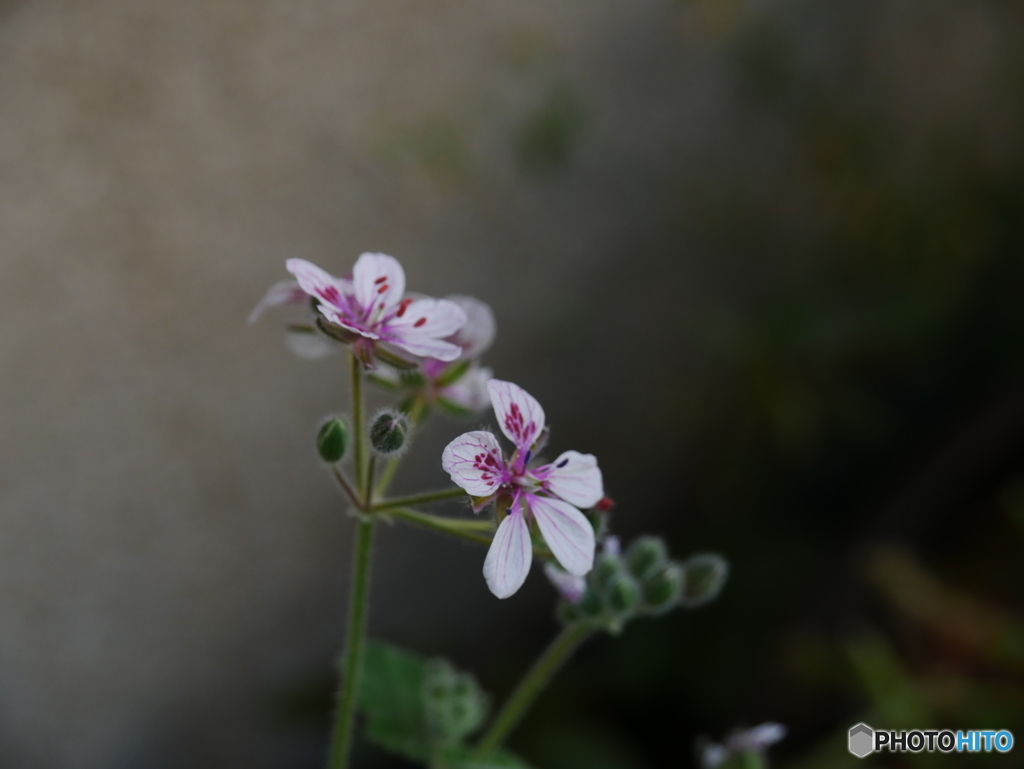 庭の花　第6段