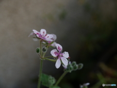 庭の花　第6段