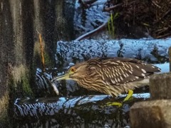 ゴイサギ採餌