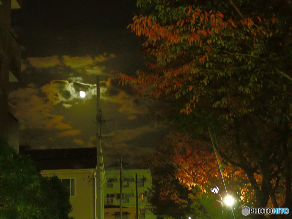 月に紅葉 夜明け前