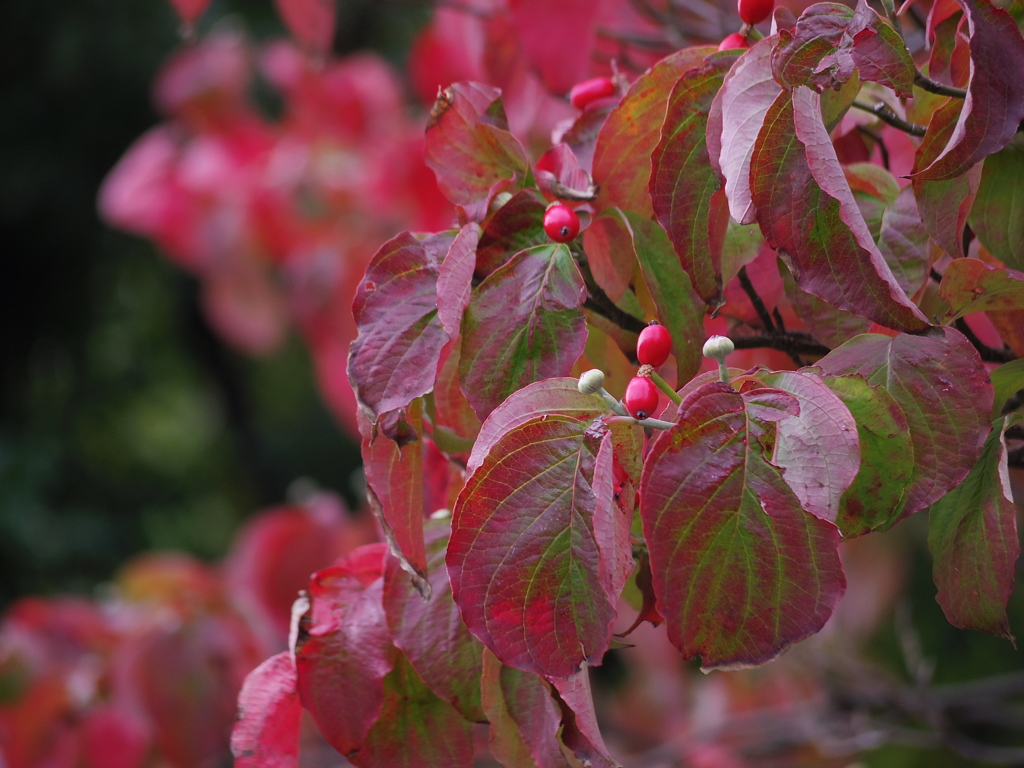 ハナミズキ　再び２