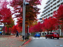 紅葉その２