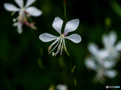 庭の花　可憐でしょ(^^♪