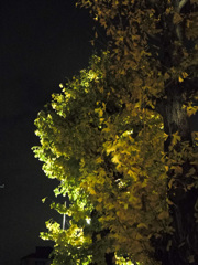 夜の銀杏