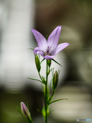 庭の花