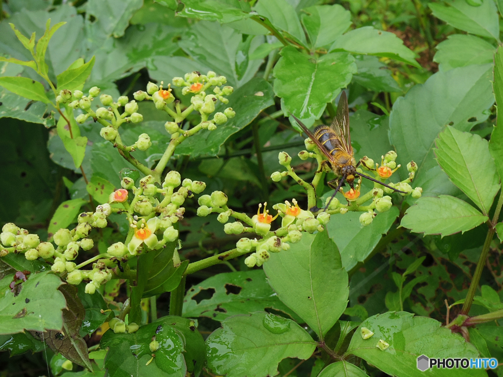 ハチ？です～～