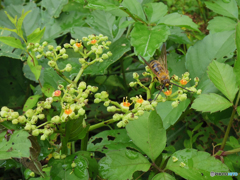 ハチ？です～～