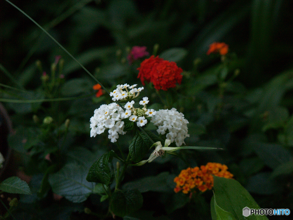 庭の花たちE-300