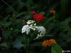 庭の花たちE-300