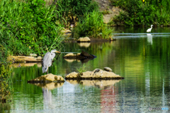 河川敷 涼しげですよね～