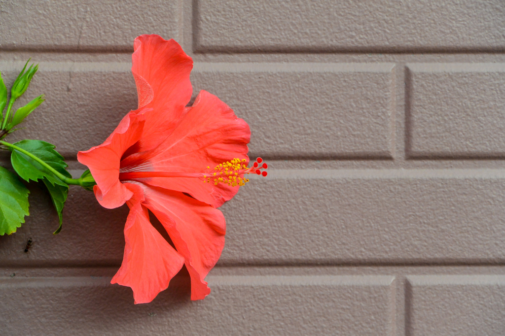 南国の花(^_-)-☆　関東だけど(^-^;