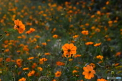 花園かな？