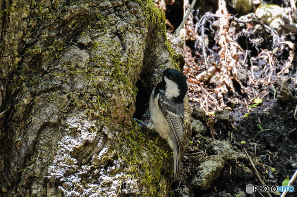シジュウカラ営巣？