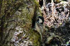 シジュウカラ営巣？