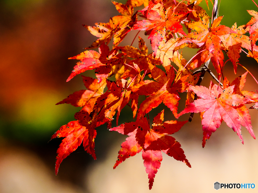紅葉もみじ