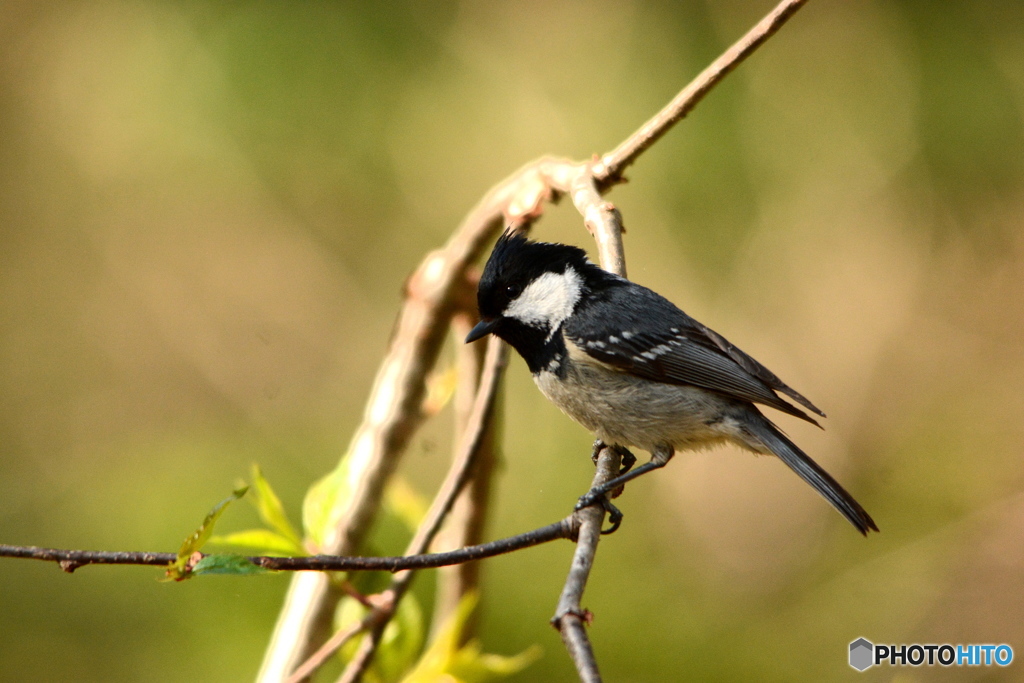 ヒガラです＾＾