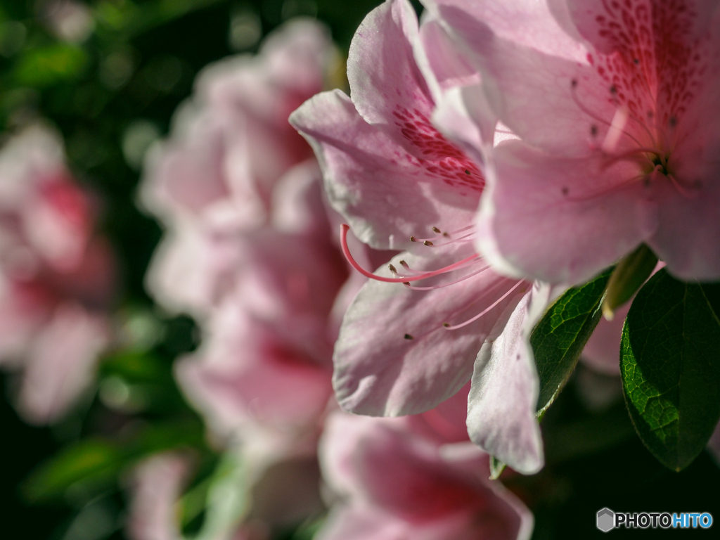庭の花  ツツジ