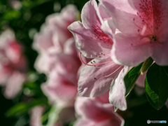 庭の花  ツツジ