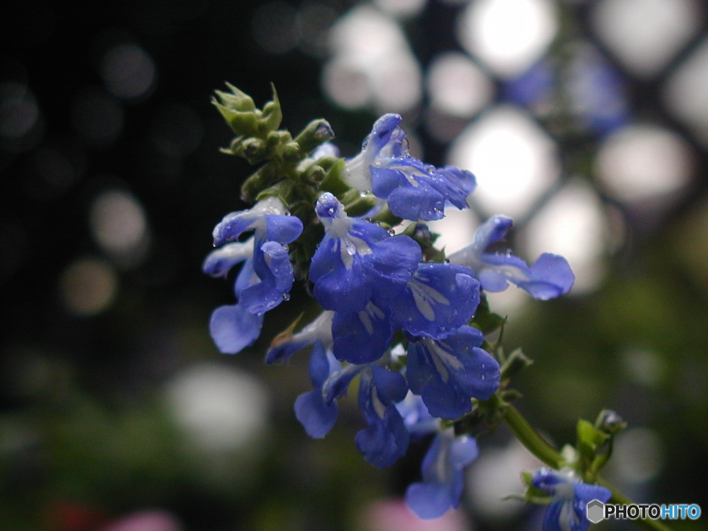 雨に濡れる花　C-2000ZOOM