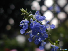 雨に濡れる花　C-2000ZOOM