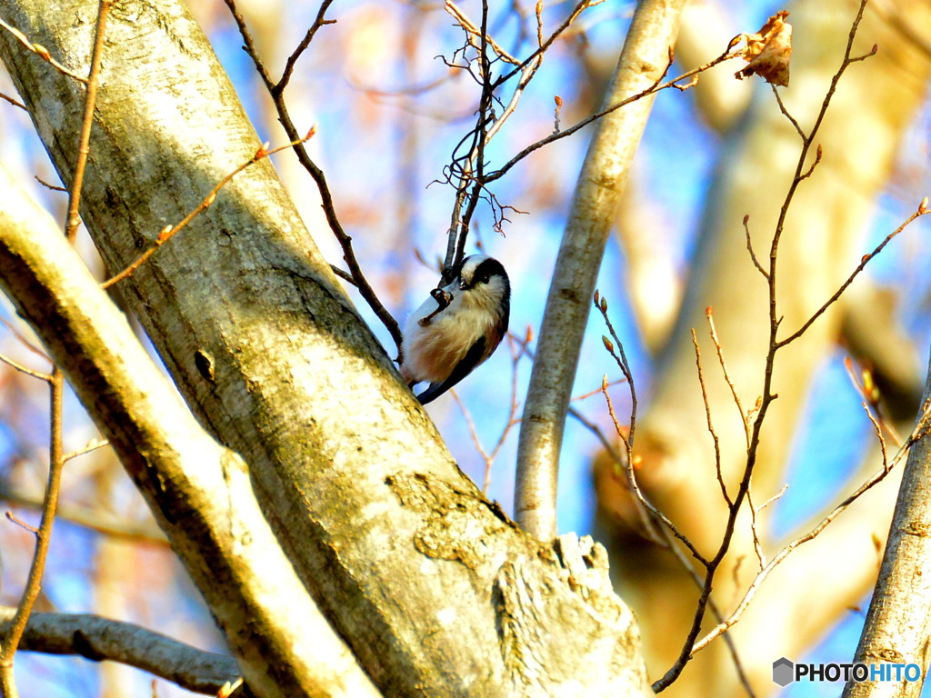 エナガ食事中(^^♪