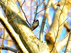 エナガ食事中(^^♪