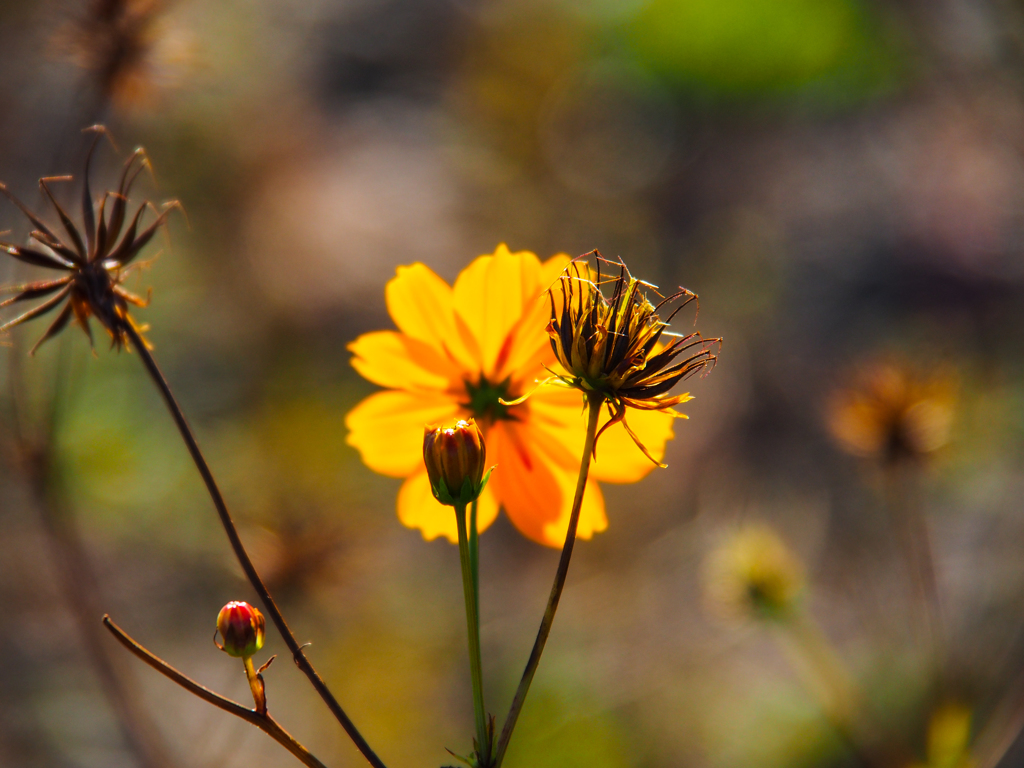 もう立冬ですって(^^♪