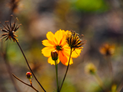 もう立冬ですって(^^♪