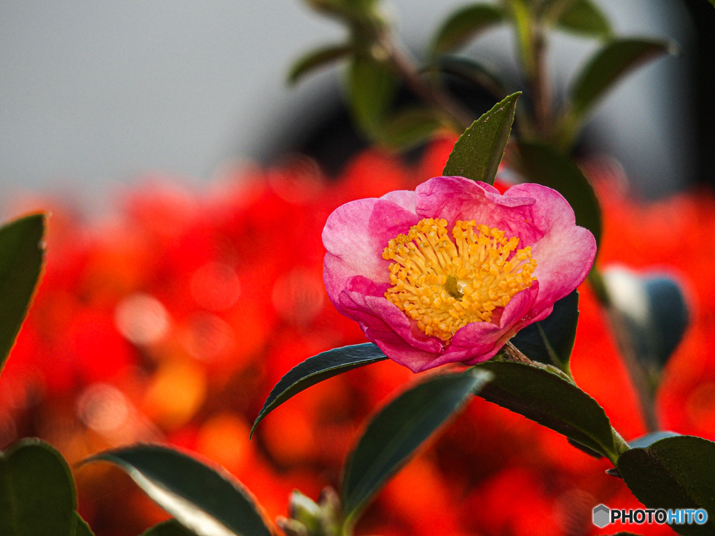 庭の花　サザンカ
