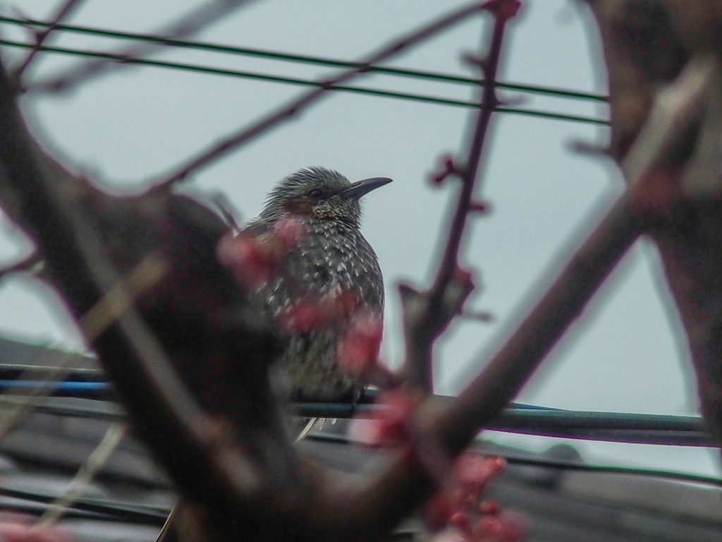 今日は寒い(^-^;