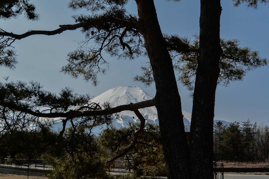 松影の富士(^^♪