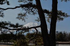 松影の富士(^^♪